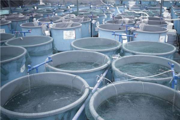 Fish Tank Farming